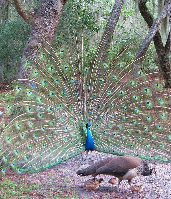 Dancing Peacock Paradise