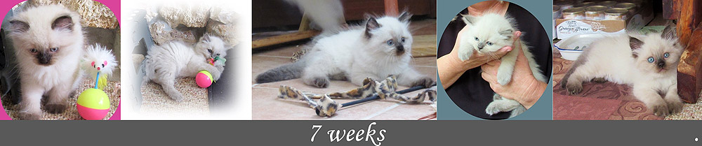 Current Kittens  born March 27, 2020