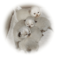 Himalayan kittens at three weeks